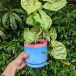 Recycled-self-watering-planter