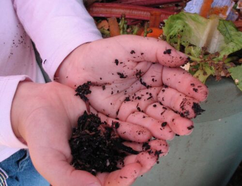 Getting Started with Composting: A Beginner’s Guide